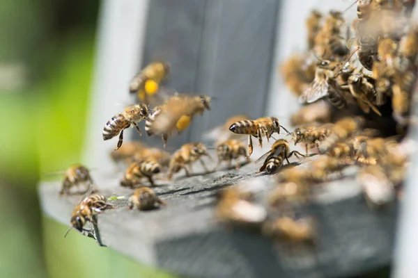 Bijen op houten Bijenkorf — Stockfoto