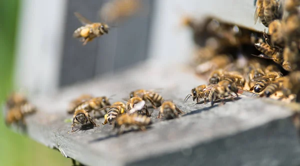 Bees on wooden beehive — Stock Photo, Image