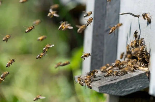 Včely letí do úlu — Stock fotografie