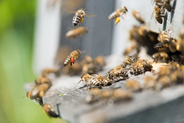 Бджоли літають до вулика — стокове фото