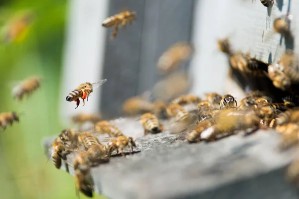 Μέλισσες σε Κυψέλη ξύλινη — Φωτογραφία Αρχείου