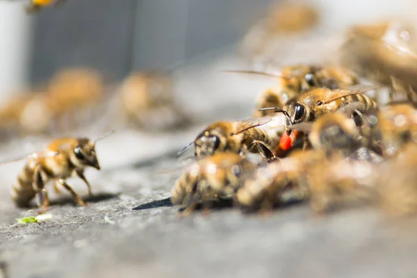 Пчелы на деревянном улее — стоковое фото