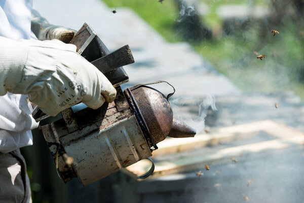 apiarist smoking hive