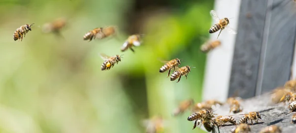 Bienen fliegen zum Bienenstock lizenzfreie Stockfotos