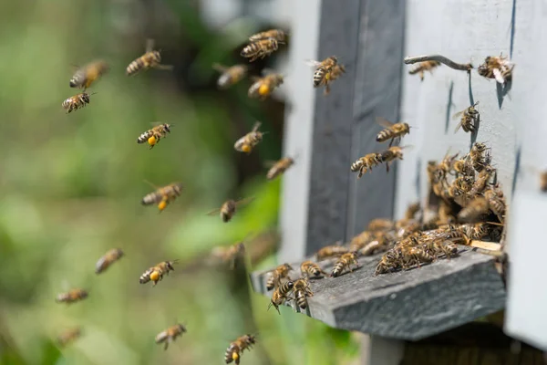 Bienen fliegen zum Bienenstock Stockbild