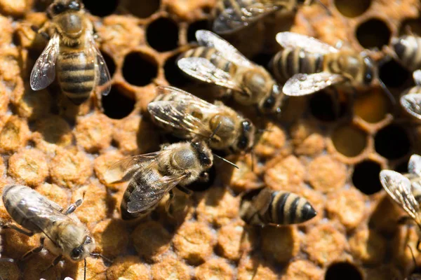 Abeilles sur peigne dans la ruche — Photo