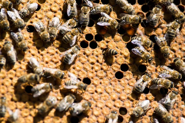 Abeilles sur peigne dans la ruche — Photo