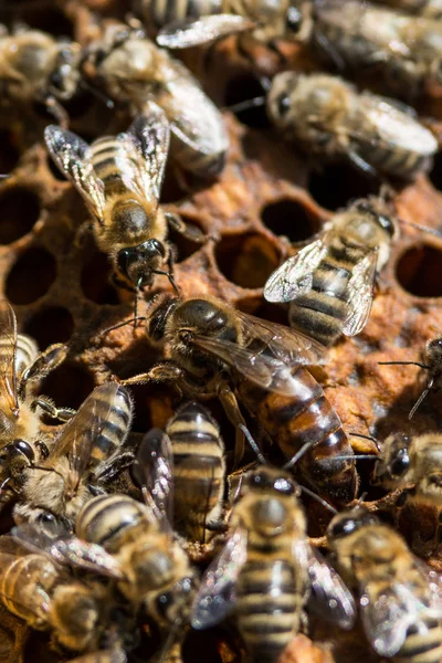 Bienen auf der Wabe im Bienenstock — Stockfoto