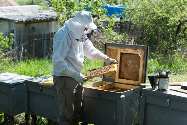 Пчеловод держит раму с рабочими пчелами — стоковое фото