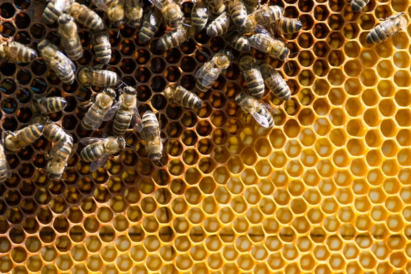 Пчелы на расческе в улье — стоковое фото