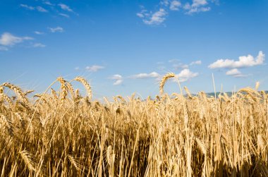 Güzel buğday tarlası 