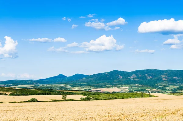 Bel campo di grano — Foto Stock