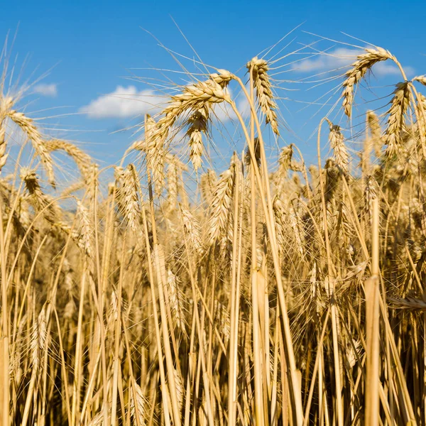 Bel campo di grano — Foto Stock