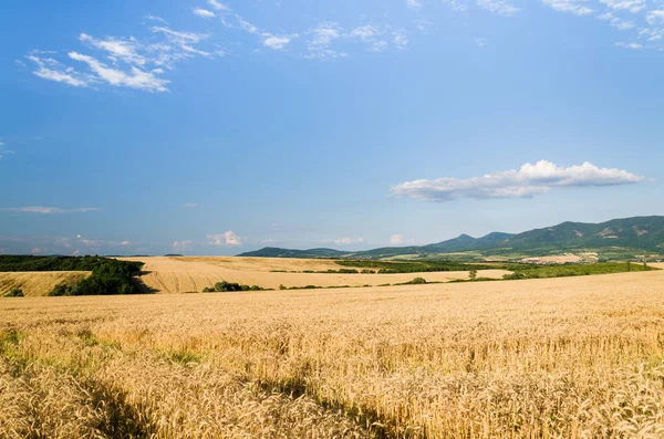 Vackert vetefält — Stockfoto