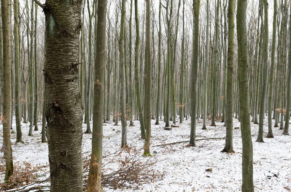 Κορμούς των δέντρων και το χιόνι στο δάσος του χειμώνα — Φωτογραφία Αρχείου