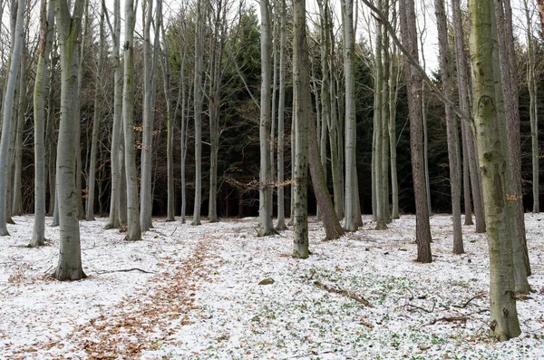Κορμούς των δέντρων και το χιόνι στο δάσος του χειμώνα — Φωτογραφία Αρχείου