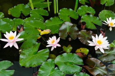 güzel, lotus çiçekleri