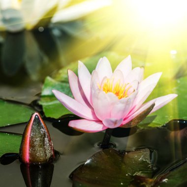 Bud ile Lotus çiçeği 