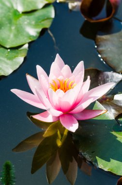 Güzel nilüfer çiçeği