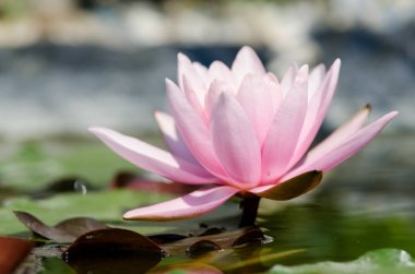 pembe nilüfer çiçeği