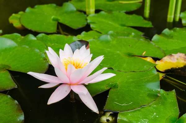 Schöne rosa Lotusblume — Stockfoto