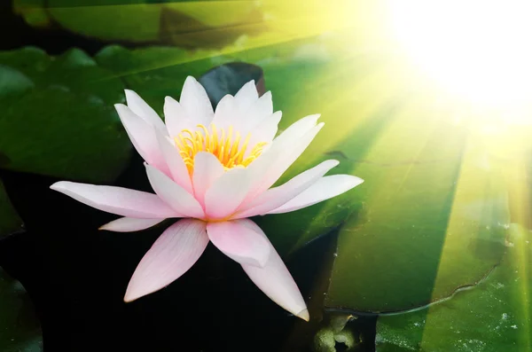Hermosa flor de loto — Foto de Stock
