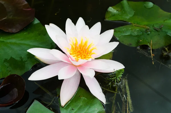 Beautiful Lotus flower — Stock Photo, Image