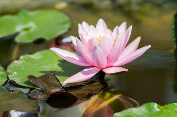 Hermosa flor de loto — Foto de Stock