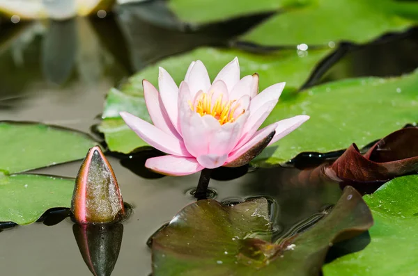 Lotus flower with bud — Stock Photo, Image