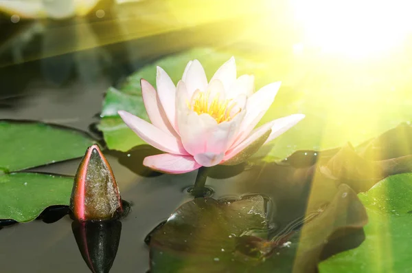 Квітка лотоса з бутоном — стокове фото