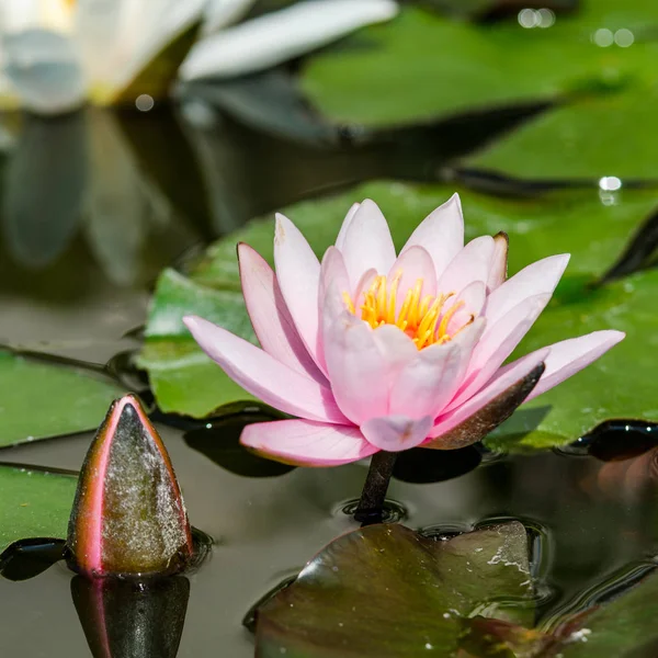 Flor de lótus com broto — Fotografia de Stock