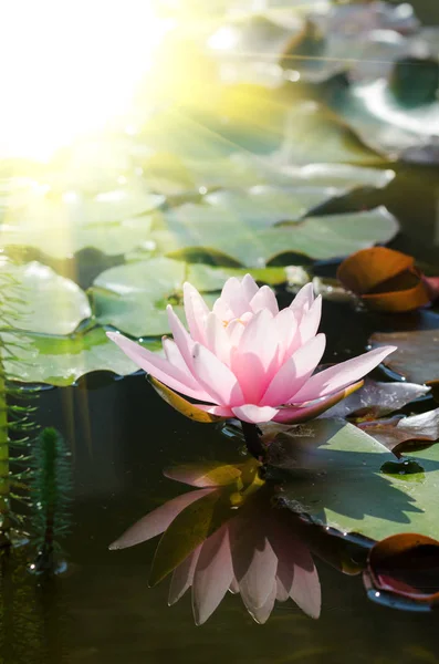 Hermosa flor de loto rosa —  Fotos de Stock
