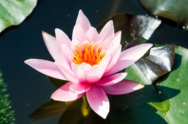 Flor de loto rosa —  Fotos de Stock