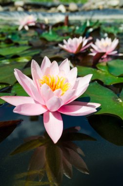 Göl kenarında su lilyum çiçeği