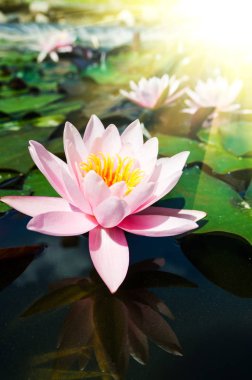 pembe lotus çiçekleri