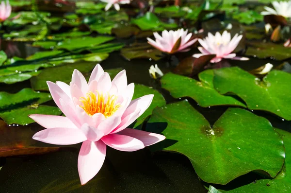 Lirio de agua rosa — Foto de Stock