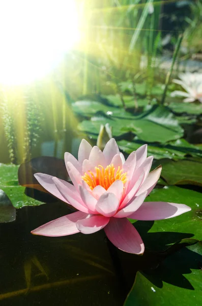 Pink lotus flowers — Stock Photo, Image