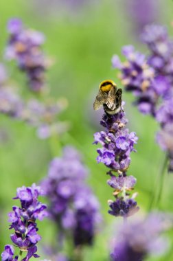 güzel lavanta çiçekleri 