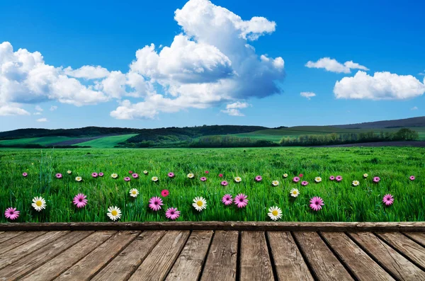 Meadow with green grass and field flowers — Stock Photo, Image