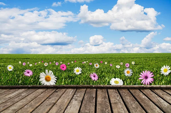 Луг з зеленою травою і польовими квітами — стокове фото