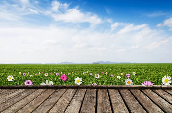 Prado con hierba verde y flores de campo — Foto de Stock