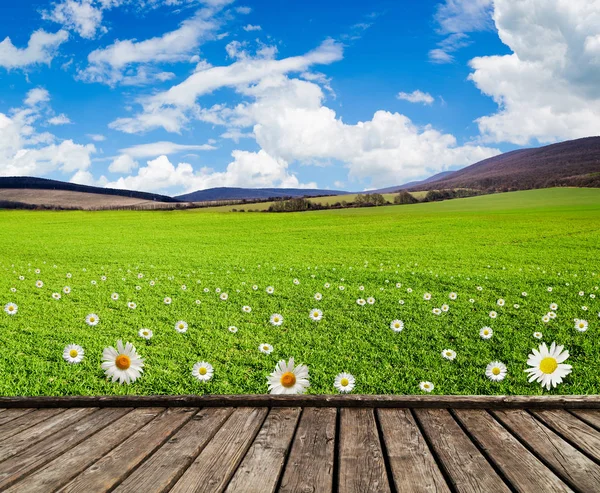 Prado con hierba verde y flores de campo —  Fotos de Stock