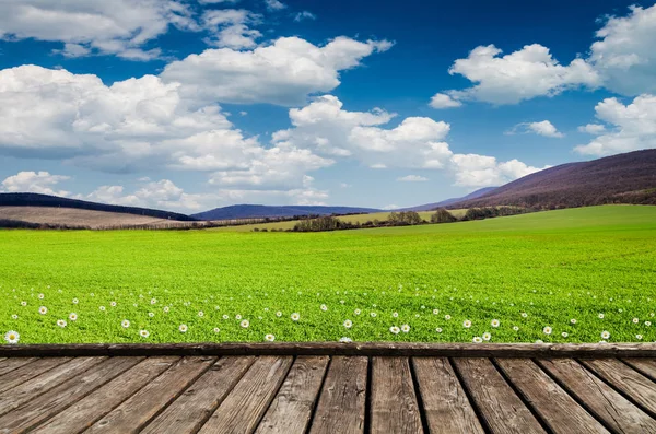 Prado con hierba verde y flores de campo —  Fotos de Stock