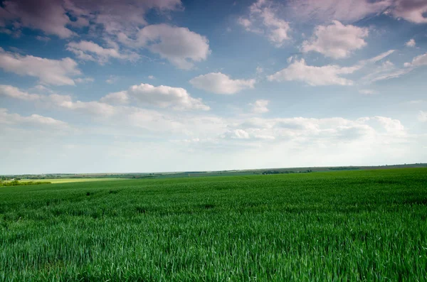 Frisches grünes Feld — Stockfoto