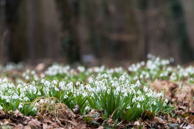güzel beyaz kardelen