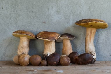 vahşi porcini mantar