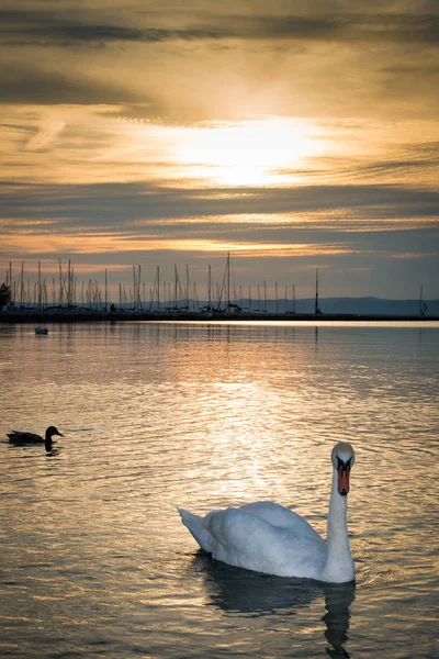 Vacker svan i Balatonsjön — Stockfoto