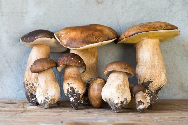 vahşi porcini mantar