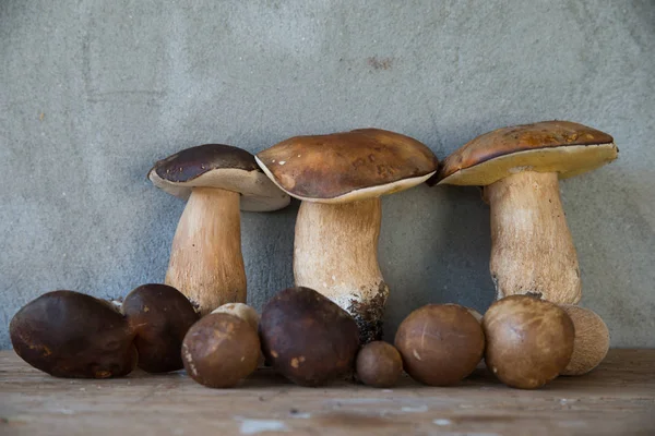 Cogumelos porcini selvagens Imagens De Bancos De Imagens