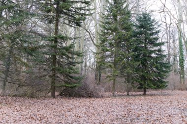ormandaki yaprak dökmeyen ağaçlar